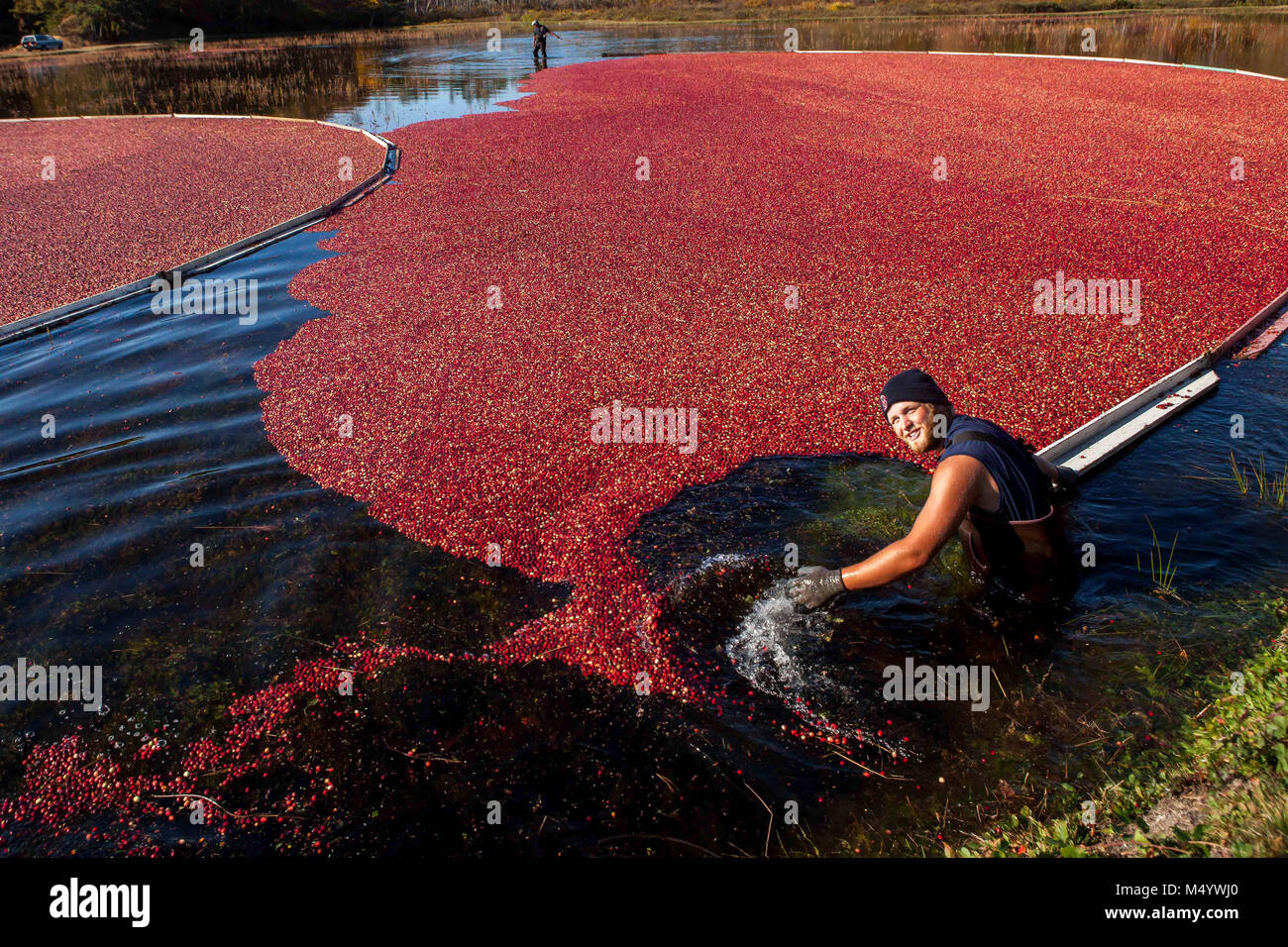 Une récolteuse de canneberges canneberges à l'aide d'un boom des enclos pendant la récolte de la canneberge, Brewster, Massachusetts, USA Banque D'Images