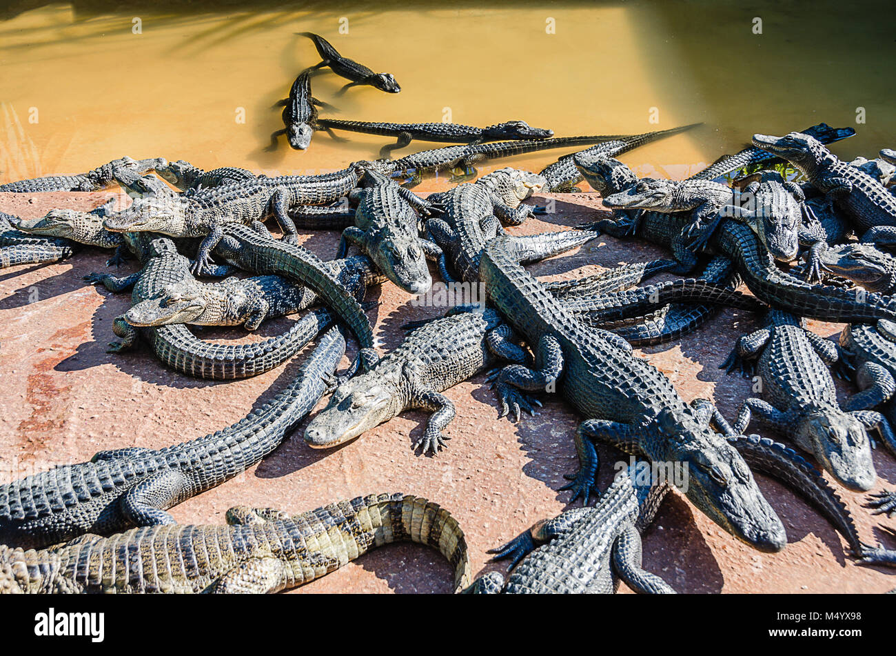 Groupe d'alligators qui sortent d'extérieure à l'Everglades Alligator Farm dans le sud de la Floride. Banque D'Images