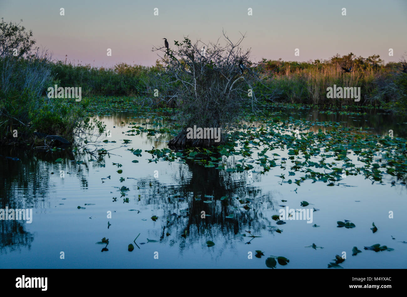 Les oiseaux se percher sur les arbres Anhinga Taylor à Slough dans le parc national des Everglades en Floride du Sud. Banque D'Images