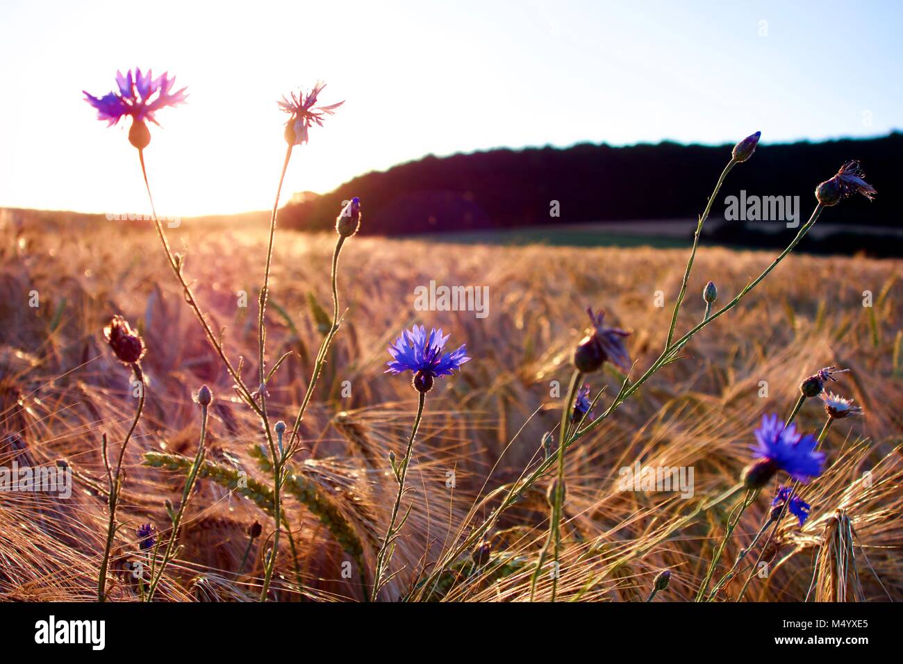 Scenic avec fleurs pourpre dainty sur le point de croissance et d'un champ de maïs jaune à l'arrière-plan Banque D'Images