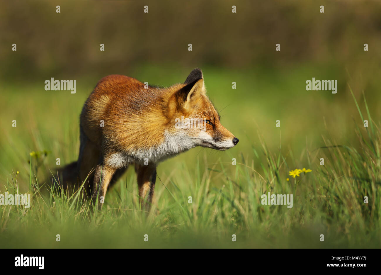 Red Fox dans le domaine de l'herbe, UK. Banque D'Images