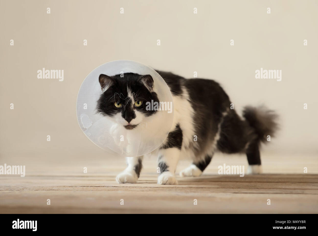 Close up d'un chat avec un collier de récupération en plastique la guérison des plaies. Banque D'Images