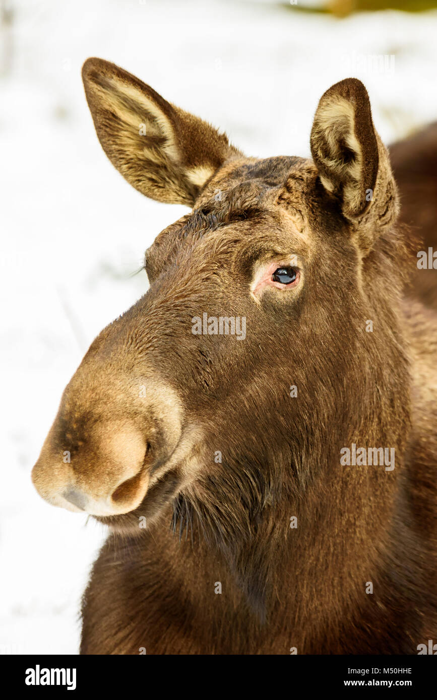 L'orignal (Alces alces) portrait de vache avec snowy arrière-plan. Banque D'Images