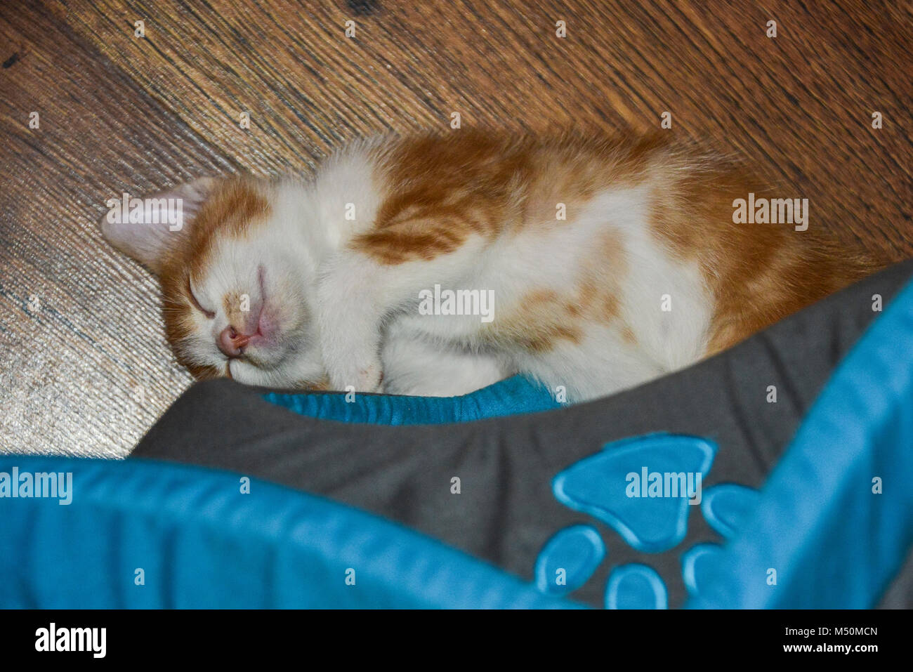 Un chaton blanc et gingembre endormi à mi-chemin de son cat house Banque D'Images