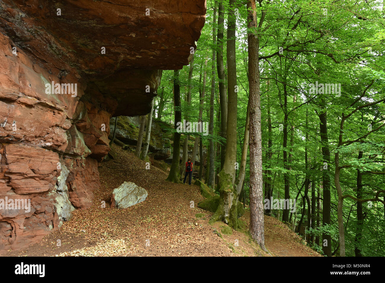 Forêt palatine en Rhénanie-palatinat/Allemagne ; grès rouge Banque D'Images