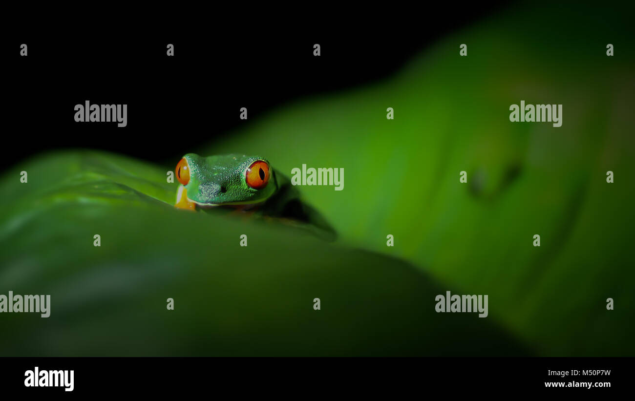 Red-Eyed Tree Frog sur une feuille dans la nuit Banque D'Images
