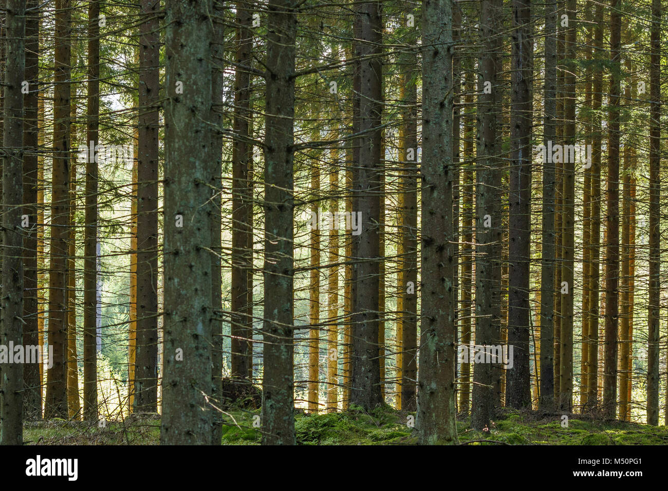 La forêt de conifères avec la lumière du soleil brille à travers les arbres Banque D'Images