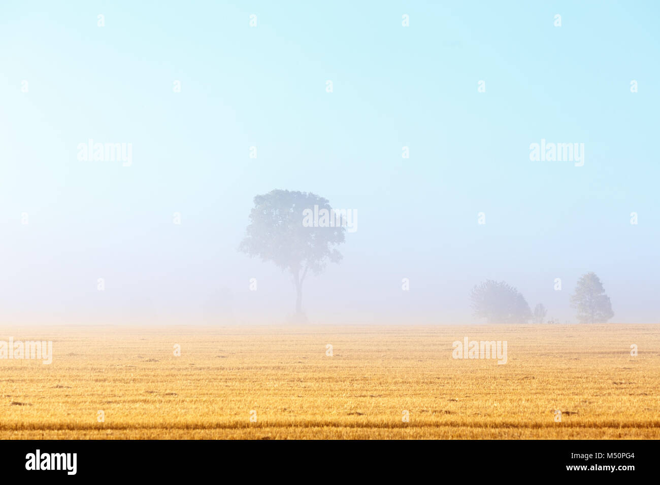 Lonely tree dans le brouillard sur un champ Banque D'Images