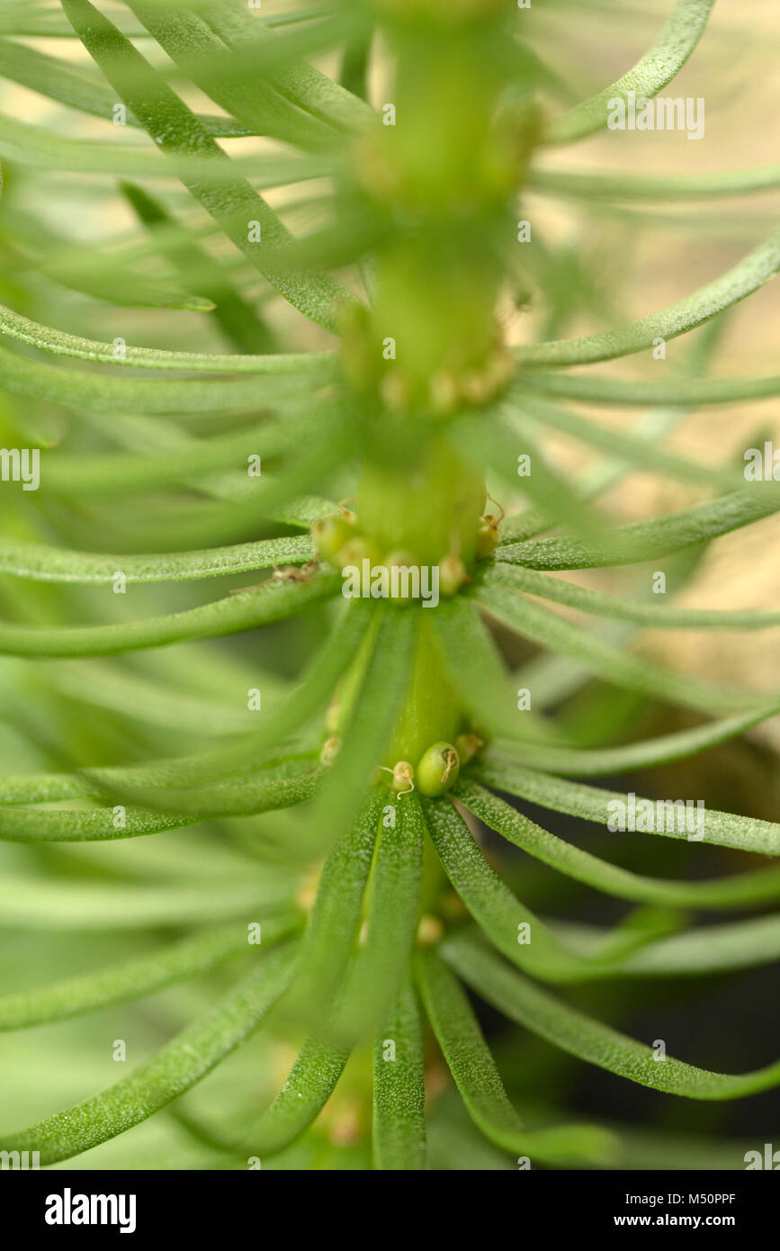 La Mare, Hippuris vulgaris Banque D'Images