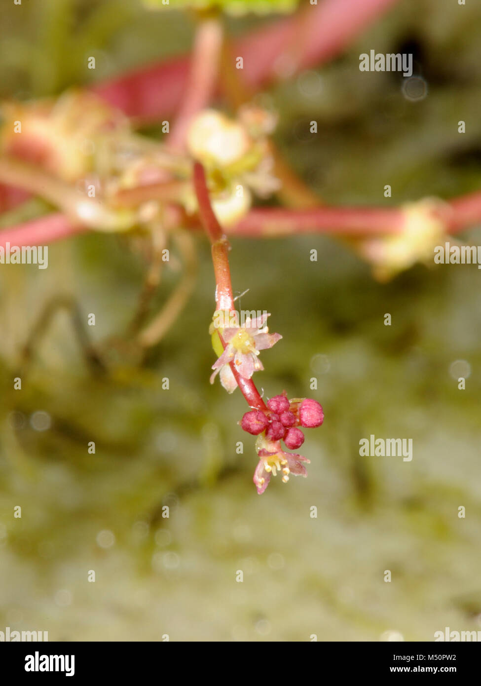 Marsh ombelle, Hydrocotyle vulgaris, inflorescence / ombelle Banque D'Images