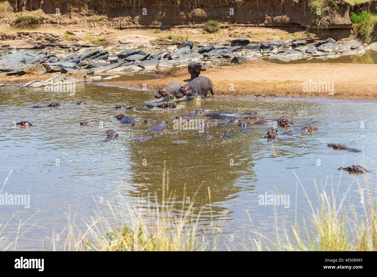 Les hippopotames de vous rafraîchir dans la rivière Mara Banque D'Images