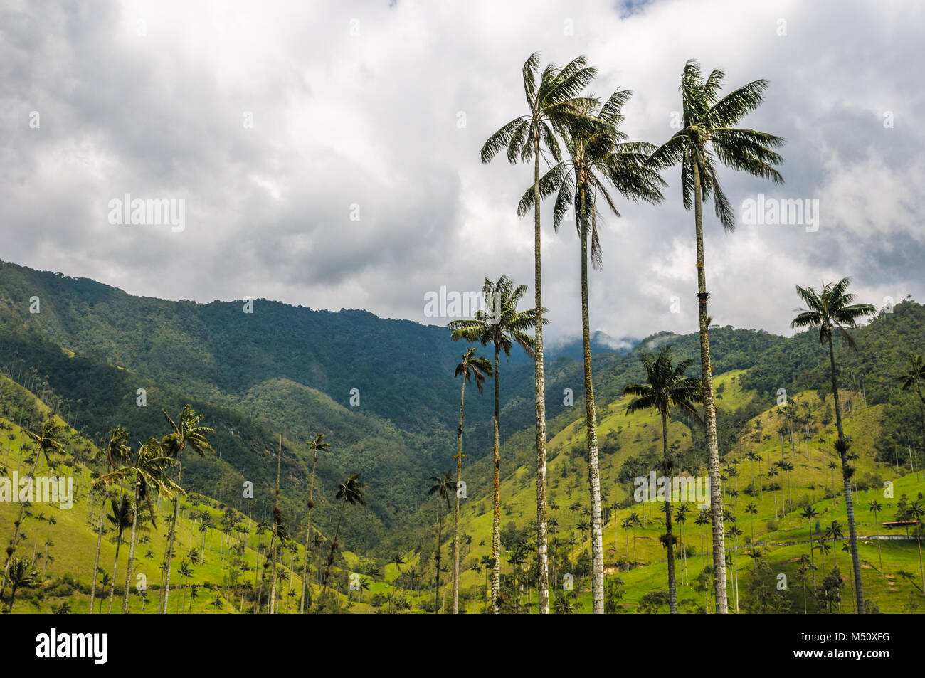 Palmiers de cire de la vallée de Cocora, Colombie Banque D'Images