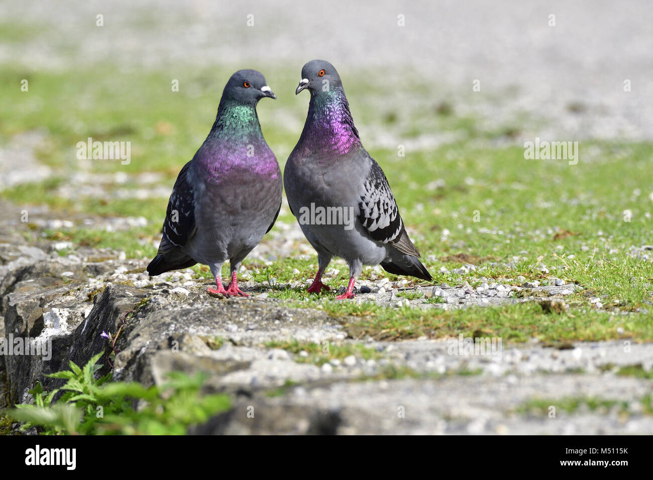 Rock Dove dans l'amour Banque D'Images