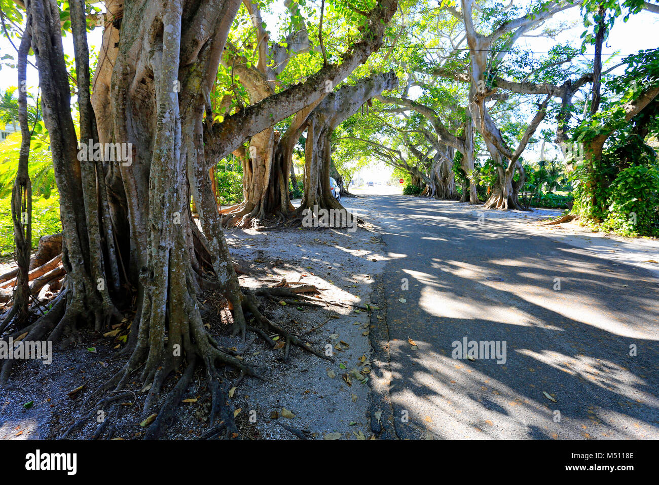 Le Banyan Street à Boca Grande, Gasparilla Island, Florida, USA Banque D'Images