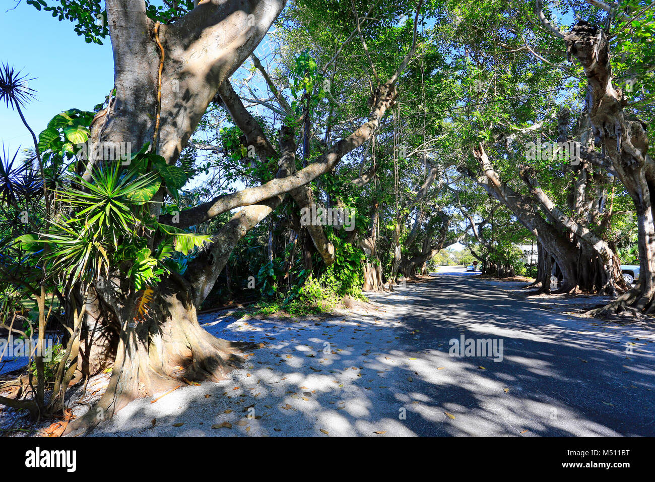 BANYAN TREE Banyan du couvert sur la rue à Boca Grande, Gasparilla Island, Florida, USA Banque D'Images