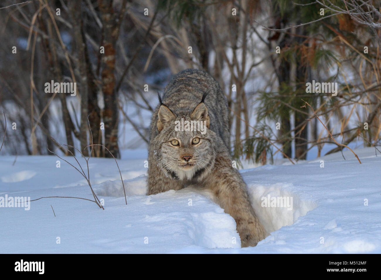 Un adulte chasse Lynx du Canada pour les lièvres dans la Forêt Nationale Supérieure dans le nord du Minnesota. Banque D'Images