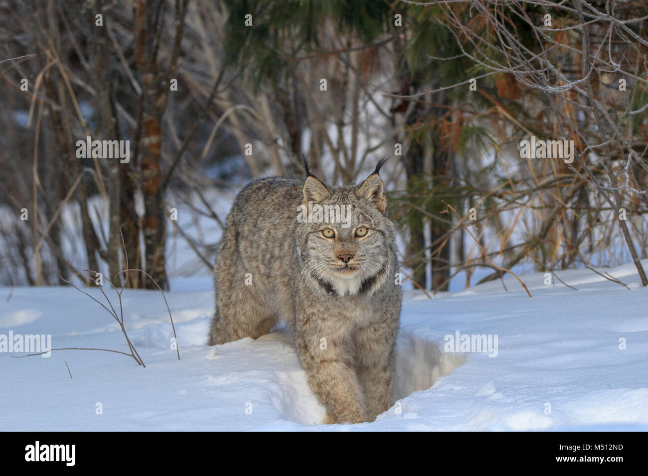 Un adulte chasse Lynx du Canada pour les lièvres dans la Forêt Nationale Supérieure dans le nord du Minnesota Banque D'Images