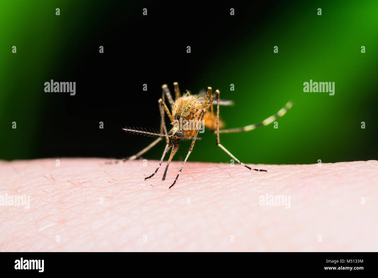 La fièvre jaune, le paludisme ou le virus Zika morsure d'Insecte Moustique isolated on Black Banque D'Images