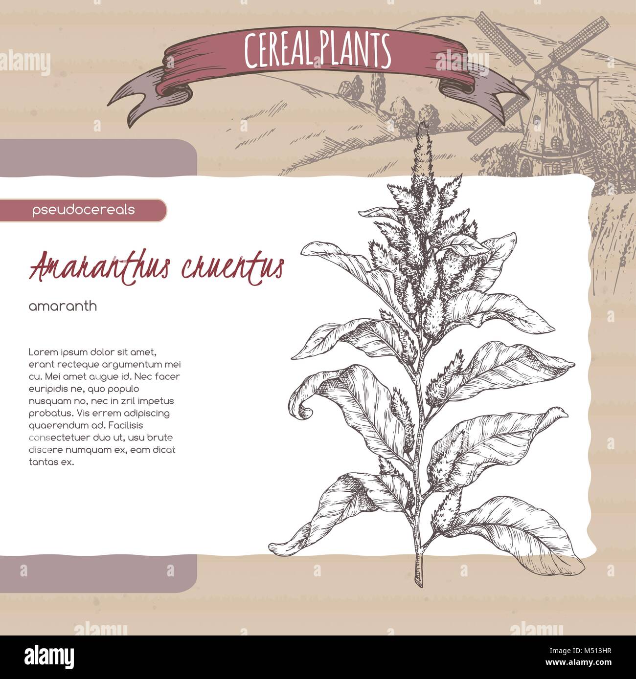 Amarante Amaranthus cruentus aka croquis. Collection de plantes céréalières. Illustration de Vecteur