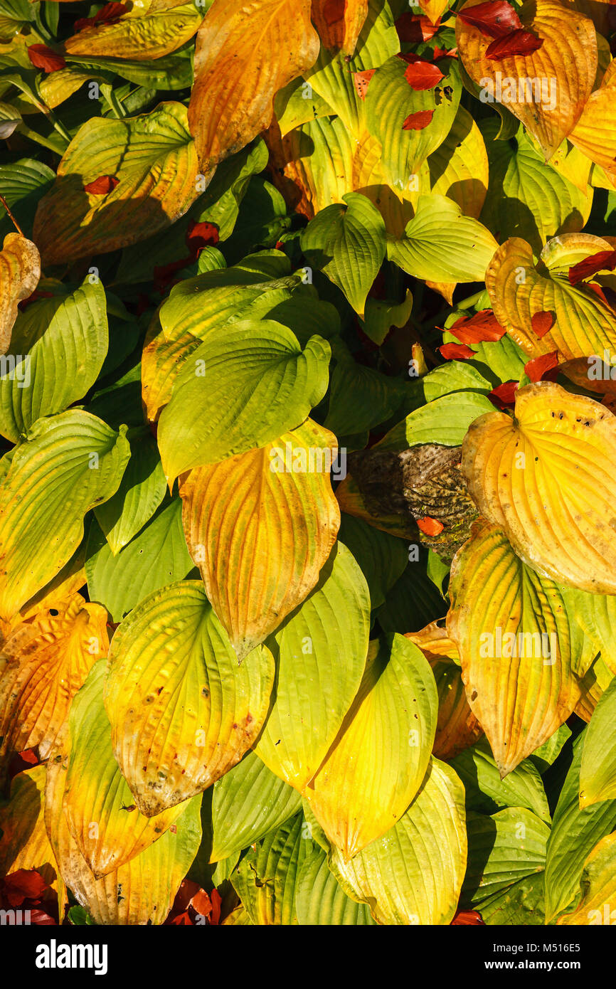 Automne feuilles colorées dans un parterre de fleurs Banque D'Images