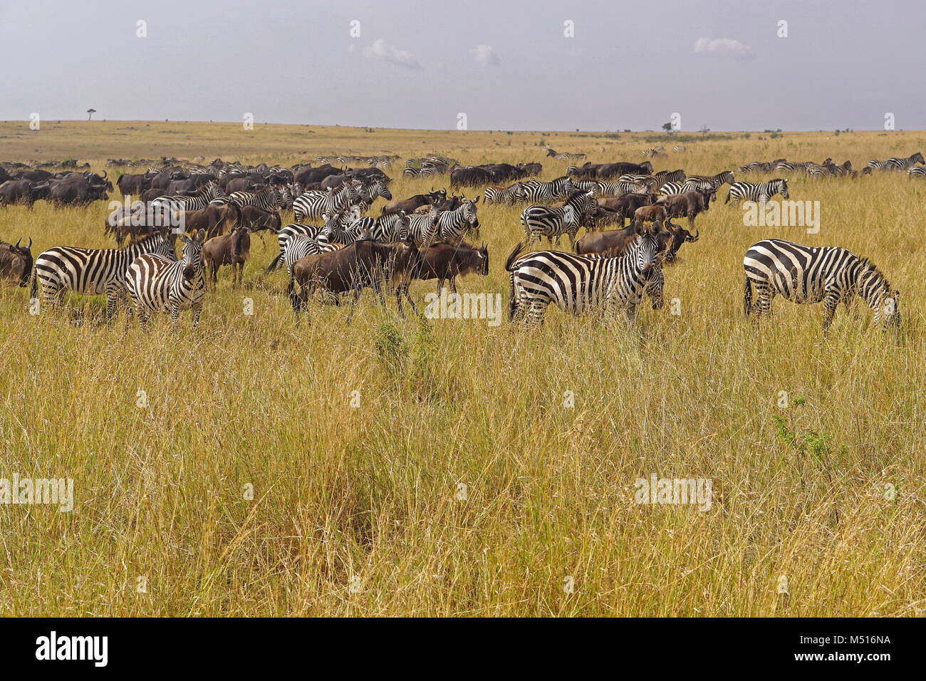 L'Afrique de migration des animaux Banque D'Images