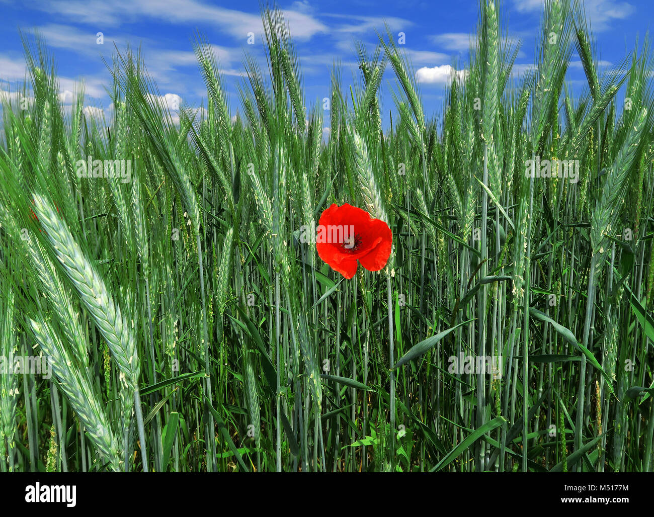 Coquelicot ; maïs ; rose ; rouge pavot champ coquelicot rouge ; les mauvaises herbes ; Banque D'Images