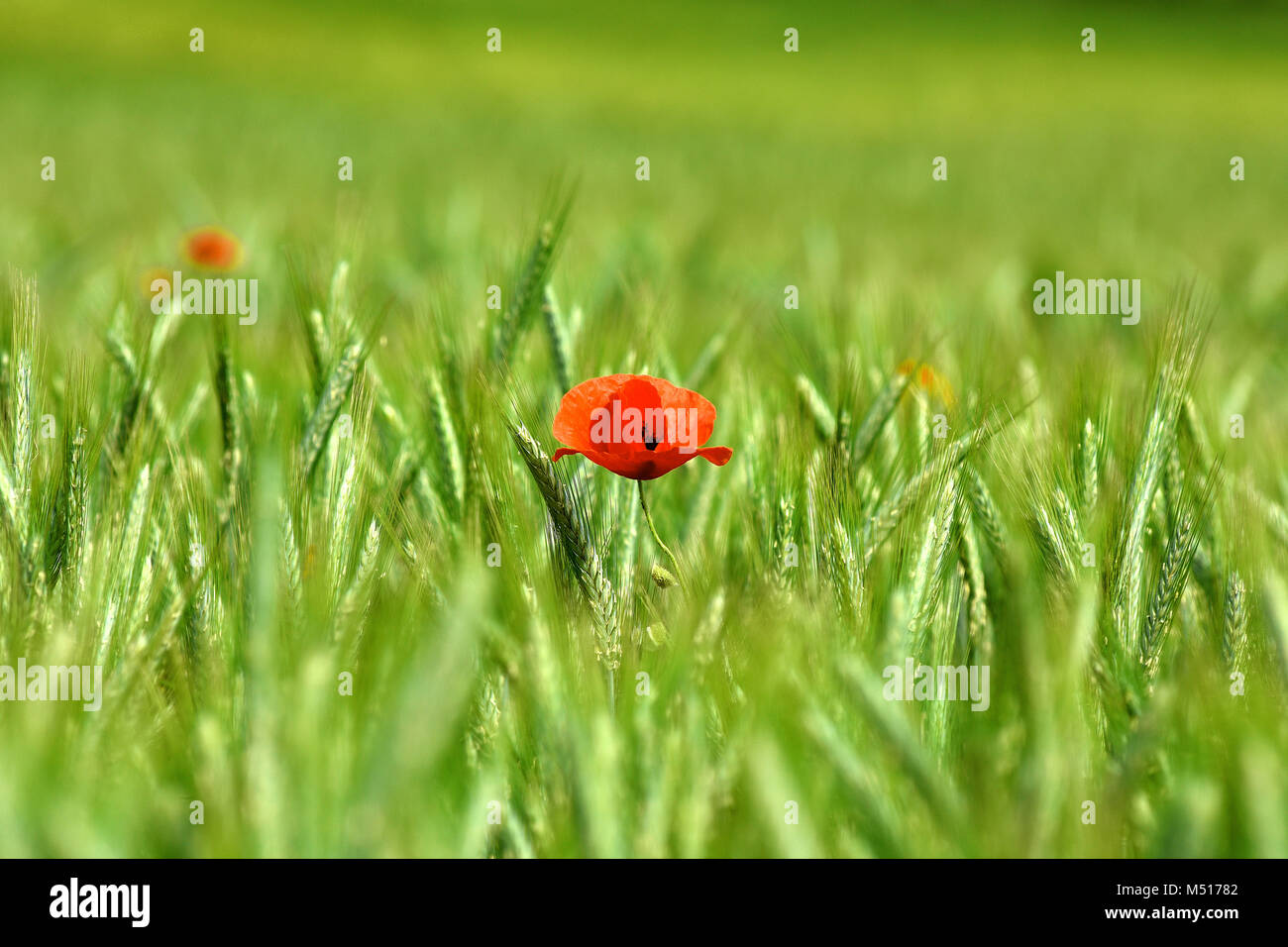 Coquelicot ; maïs ; rose ; rouge pavot champ coquelicot rouge ; les mauvaises herbes ; Banque D'Images