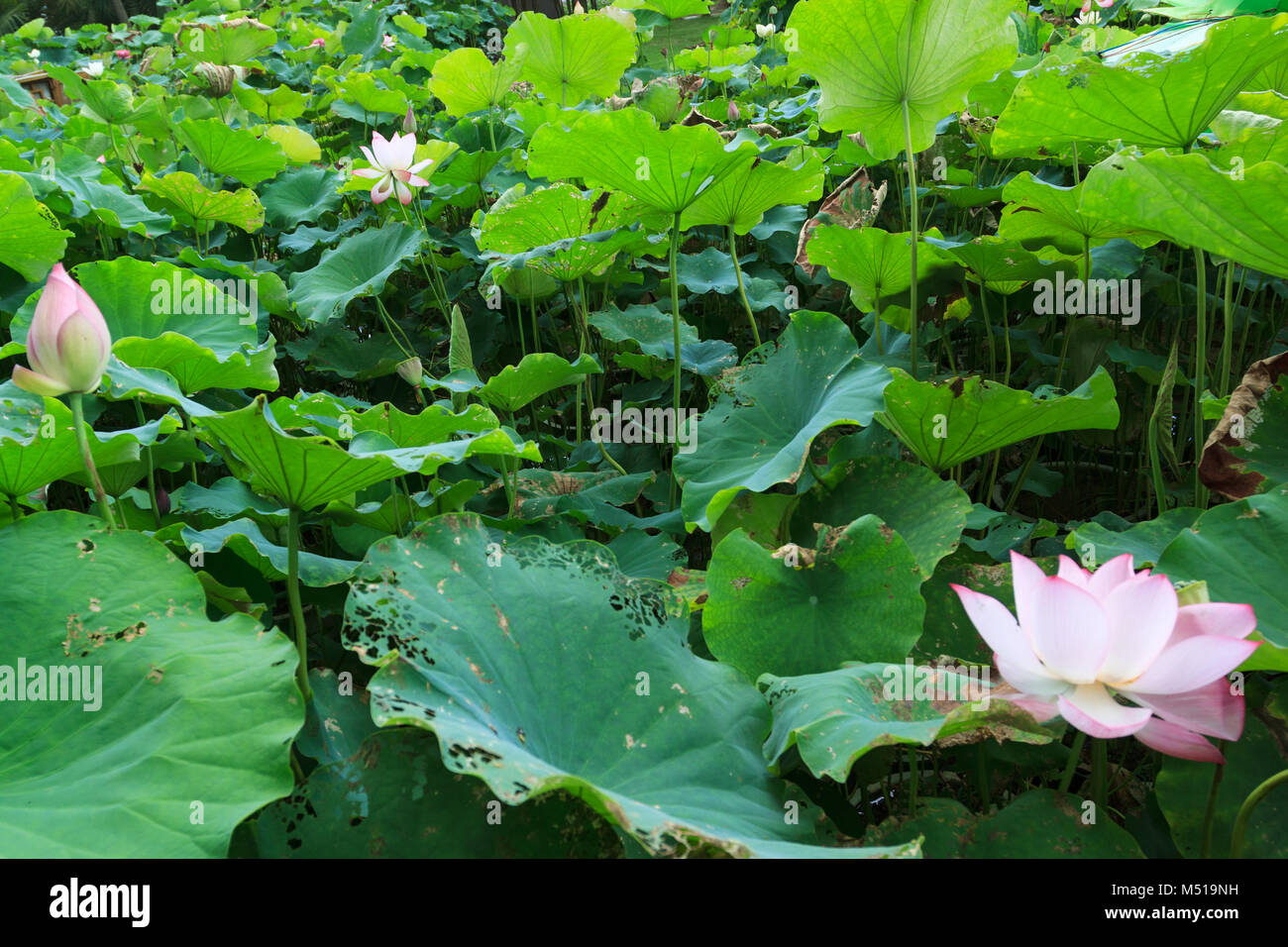Lotus rose dans l'étang à Xiamen Garden Expo Banque D'Images
