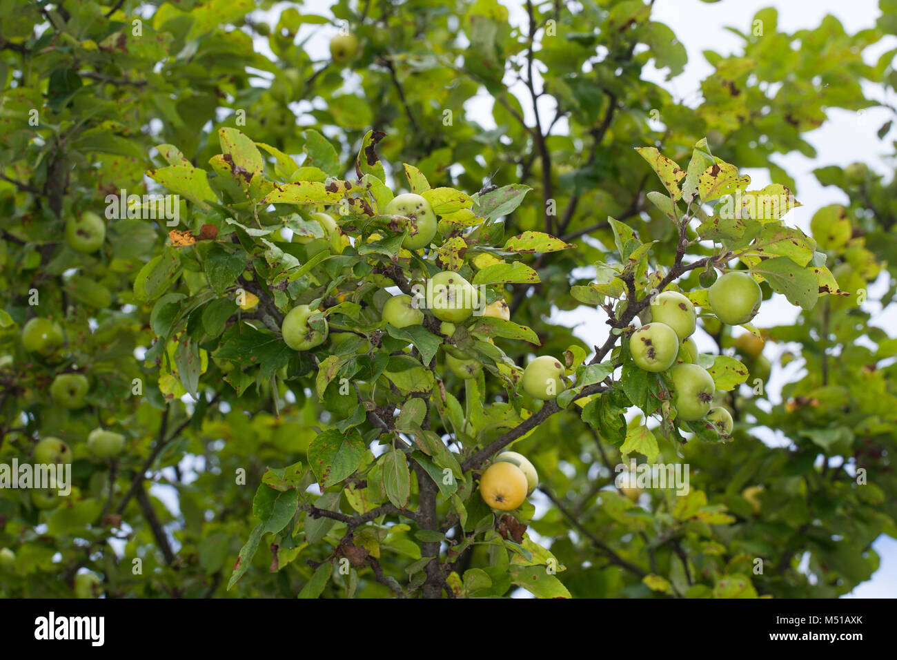 Wild-Apfel Holz-Apfel Wildapfel,,, Holzapfel, Apfel, Malus sylvestris, Crabe, Pomme Sauvage Banque D'Images