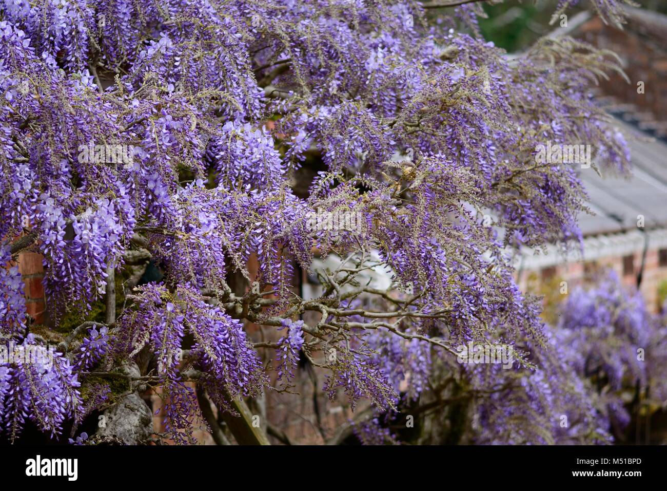 Close up de fleurs de glycine en fleur Banque D'Images