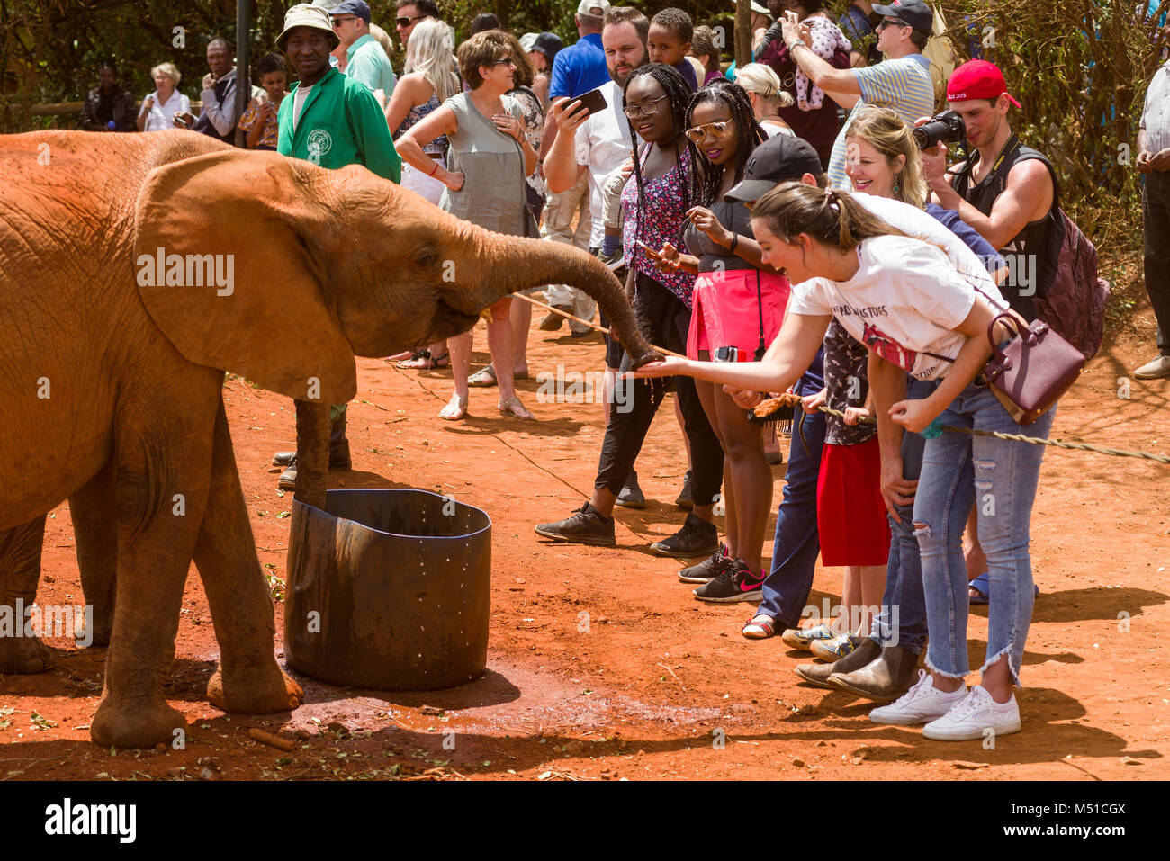 Une jeune femme touche le tronc d'un jeune éléphant, David Sheldrick Wildlife Trust, Nairobi, Kenya Banque D'Images