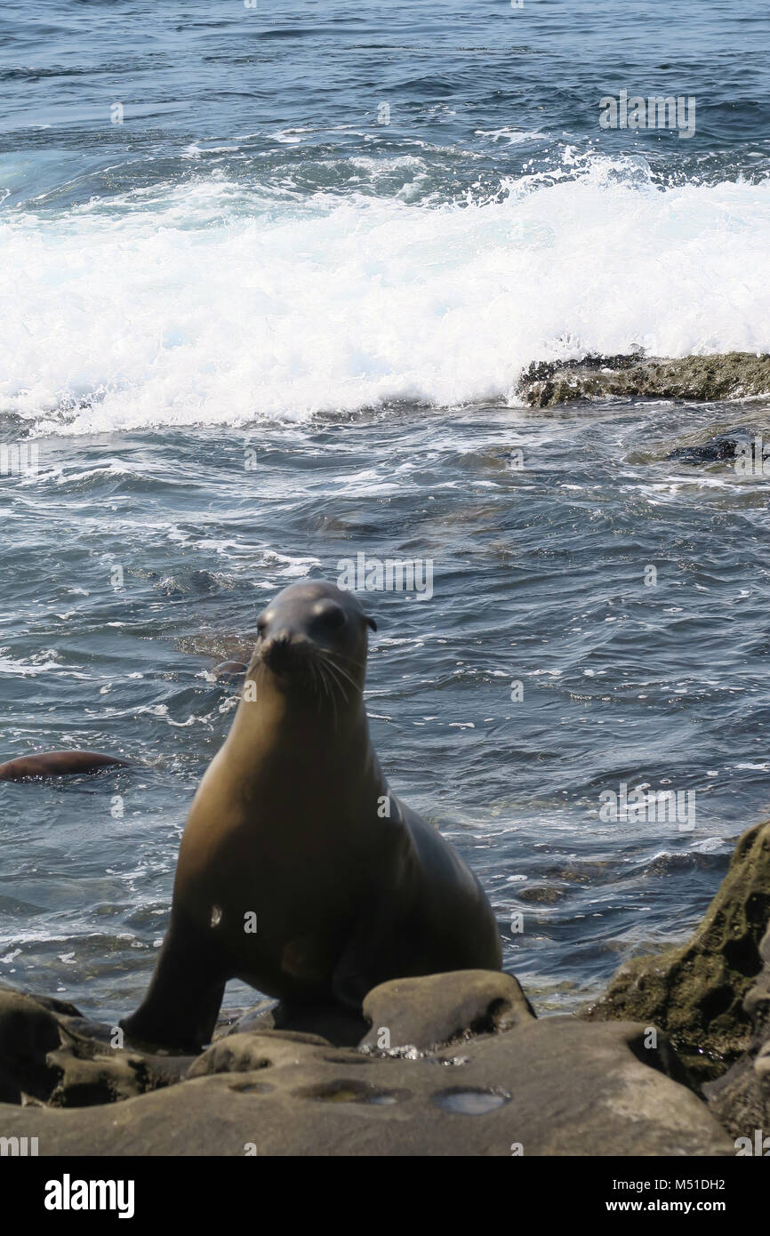 Les Lions de mer sauvages à San Diego Beach Banque D'Images