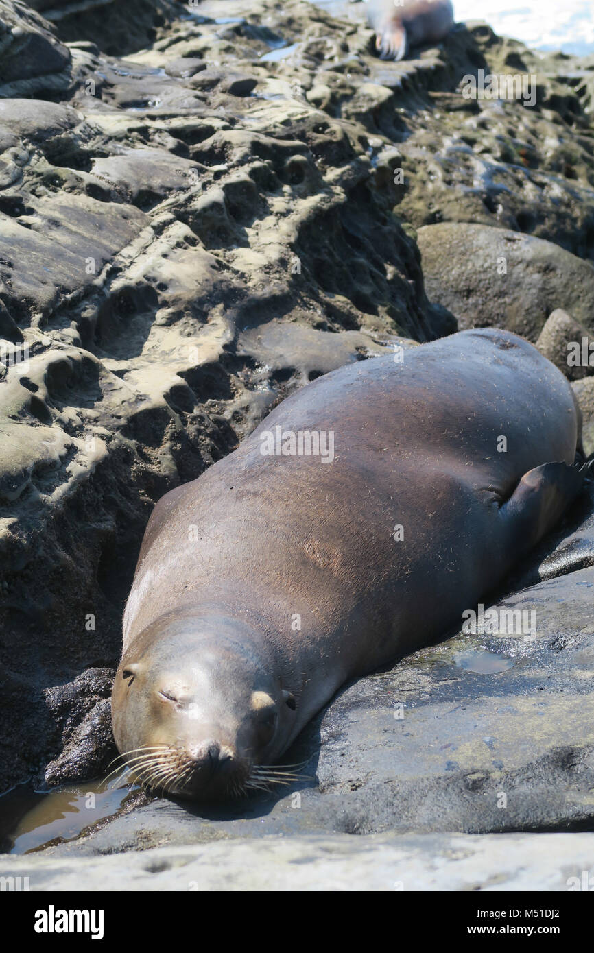 Les Lions de mer sauvages à San Diego Beach Banque D'Images