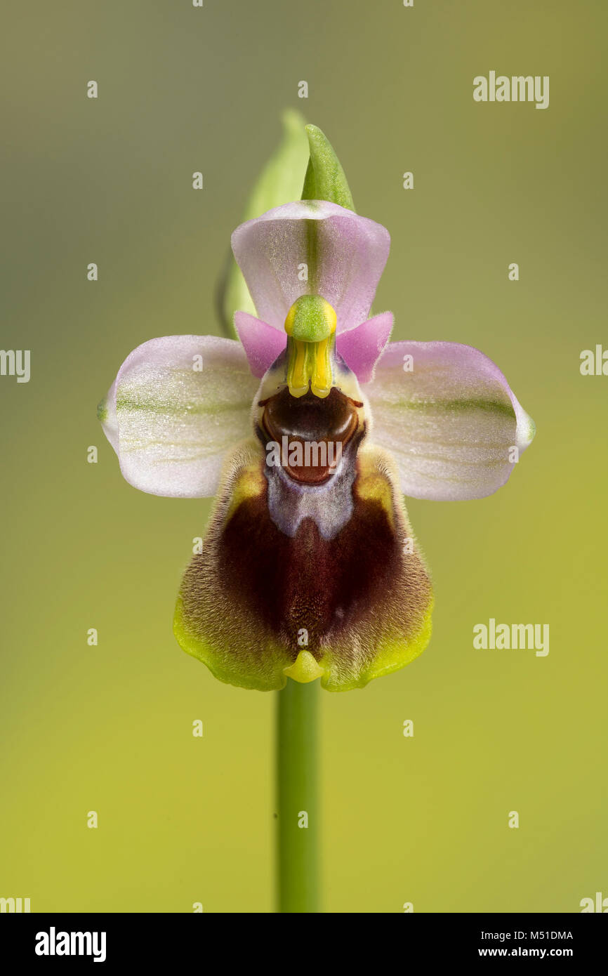 L'Orchidée mouche, Ophrys tenthredinifera, dans l'ouest du Portugal. Fleur fraîchement ouverte avec les pollinies toujours plié dans l'anthère. Banque D'Images