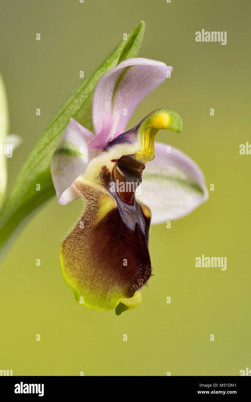 L'Orchidée mouche, Ophrys tenthredinifera, dans l'ouest du Portugal. Fleur fraîchement ouverte avec les pollinies toujours plié dans l'anthère. Banque D'Images