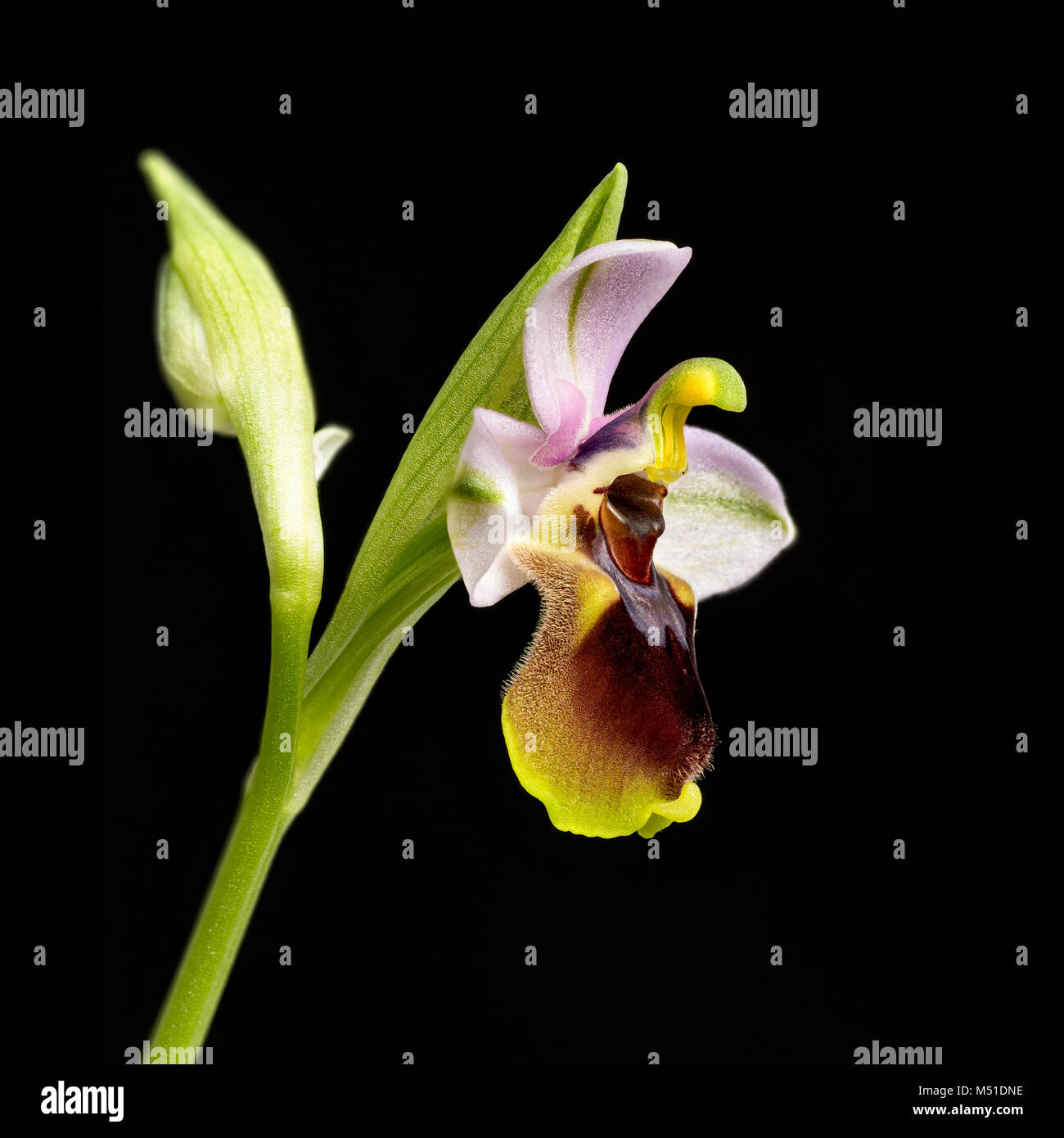 L'Orchidée mouche, Ophrys tenthredinifera, dans l'ouest du Portugal. Fleur fraîchement ouverte avec les pollinies toujours plié dans l'anthère. Banque D'Images
