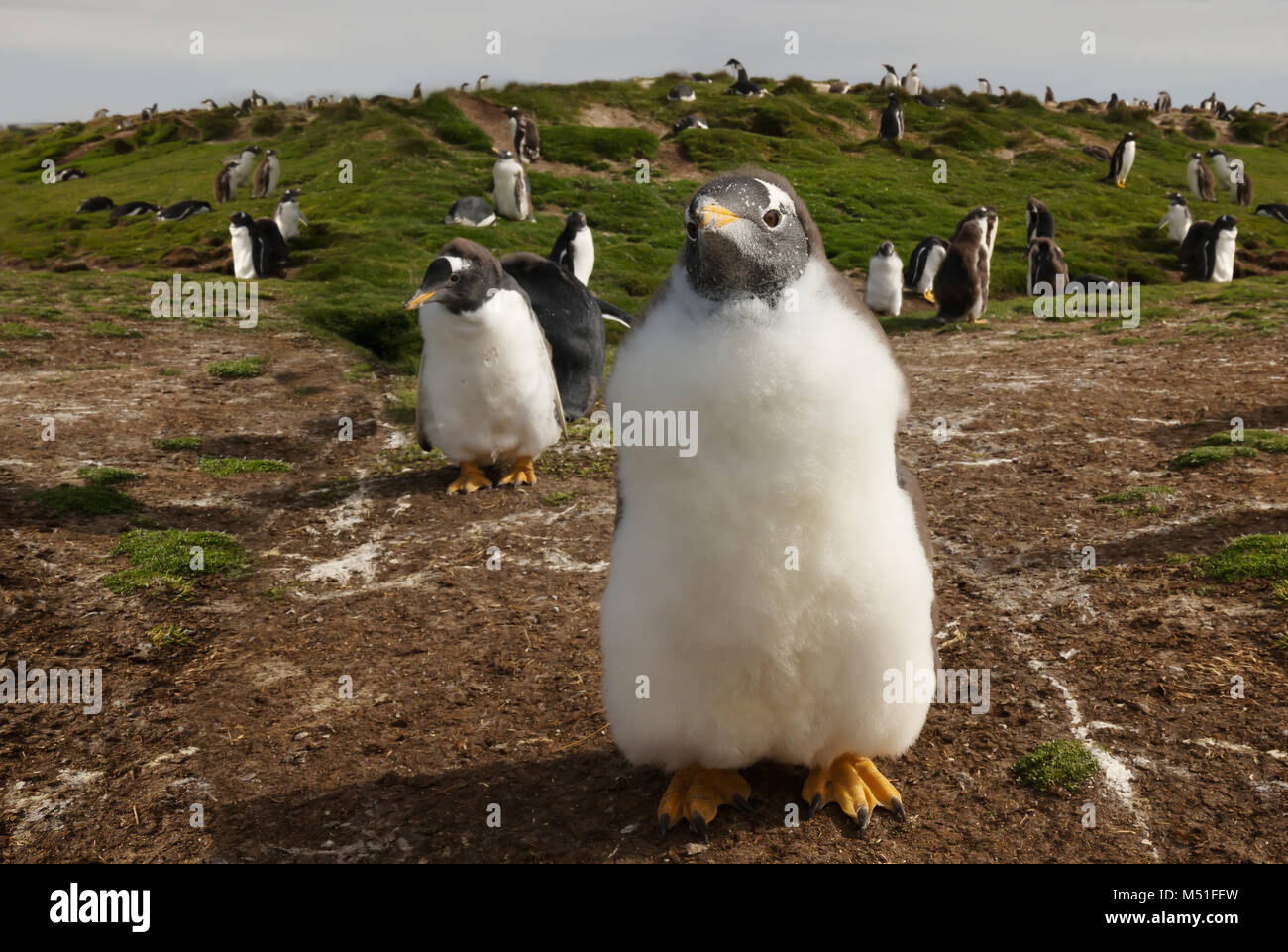 Gros plan d'une Gentoo pingouin (Pygoscelis papua) chick, îles Falkland. Banque D'Images