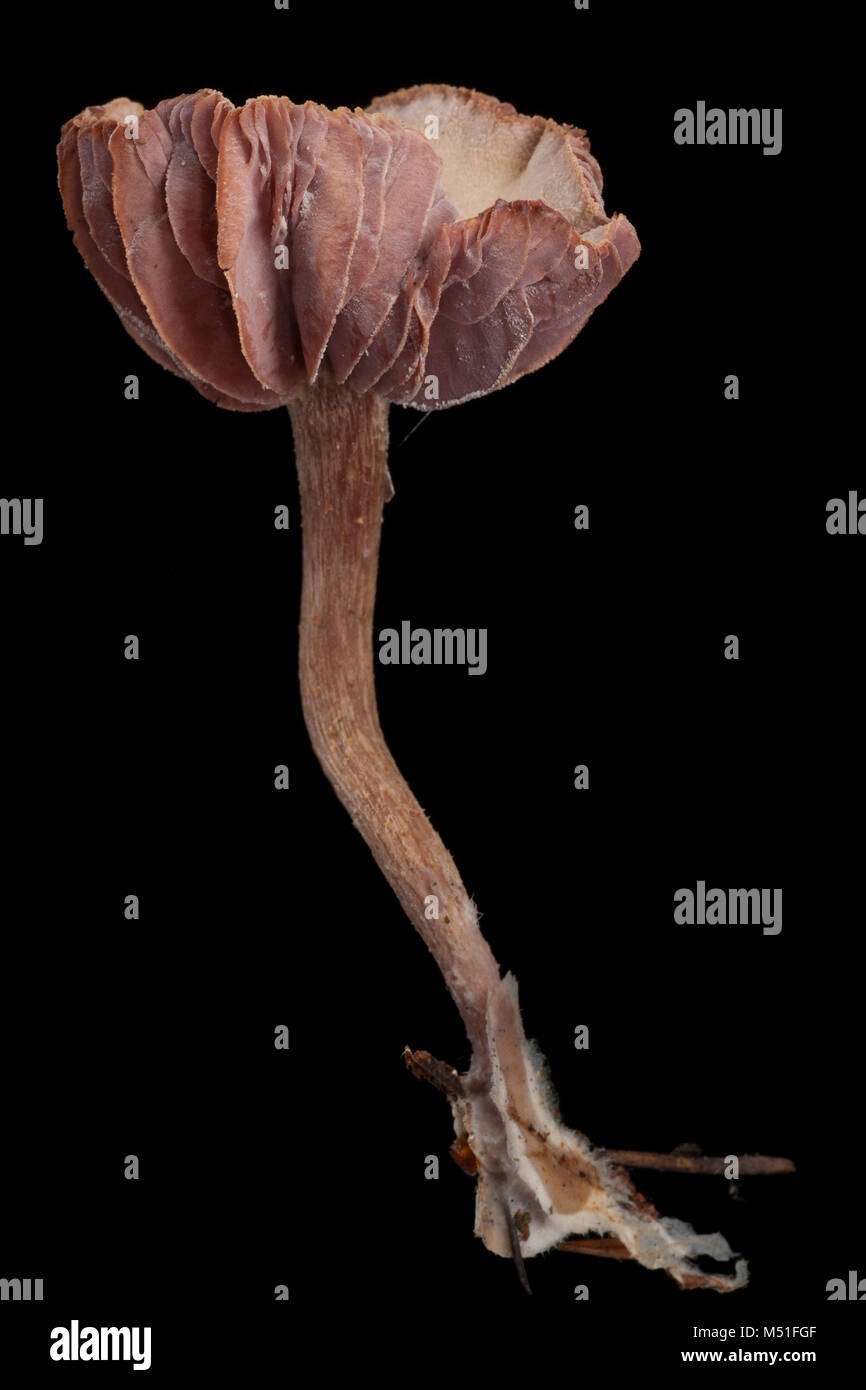 Studio photo d'un séducteur améthyste Laccaria amethystina, toadstool. Dorset England UK GO sur un fond noir Banque D'Images