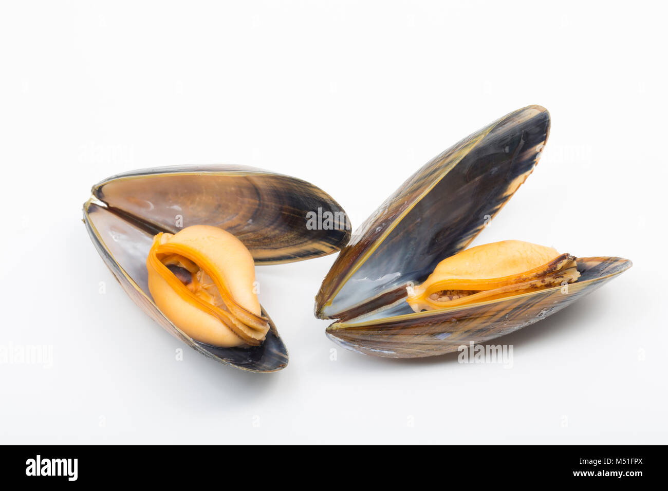 Cuites, les moules cultivées en corde, Mytilus edulis, acheté dans un supermarché. England UK GO Banque D'Images