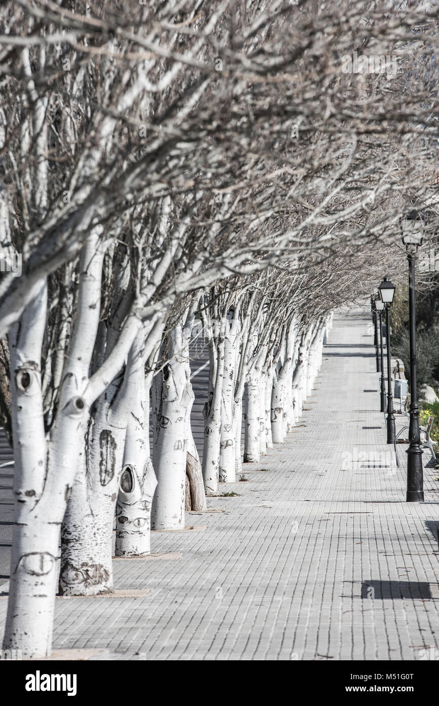 Trottoir avec les bouleaux dans le village de Selva, Majorque, Baleares, Espagne, Europe Banque D'Images