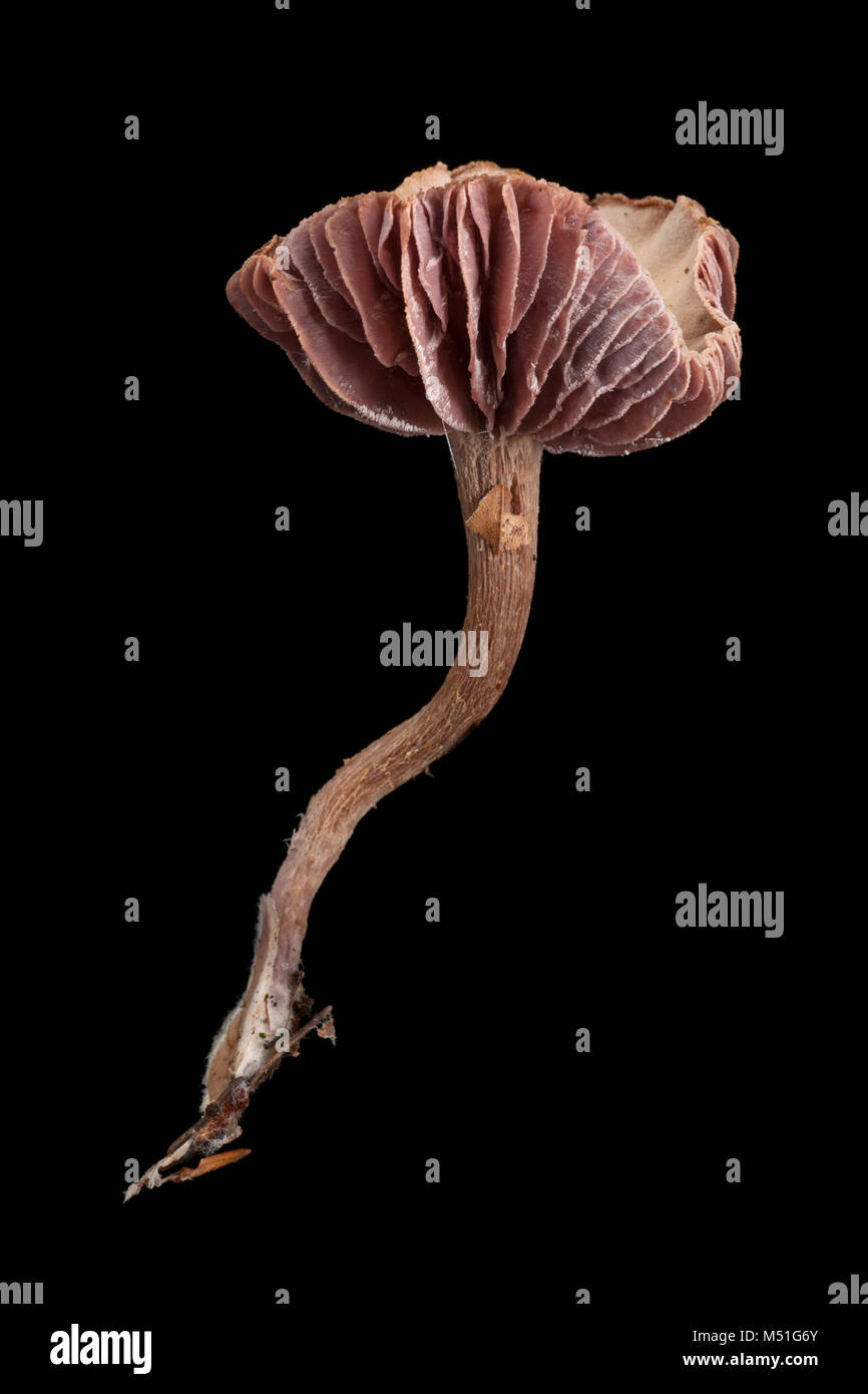 Studio photo d'un séducteur améthyste Laccaria amethystina, toadstool. Dorset England UK GO sur un fond noir. Banque D'Images