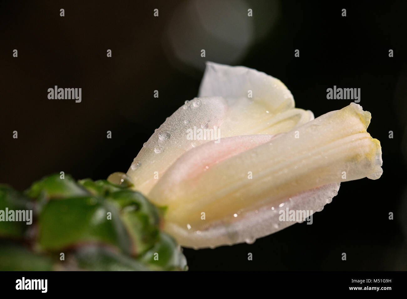 Macro fleur blanche après la pluie Banque D'Images