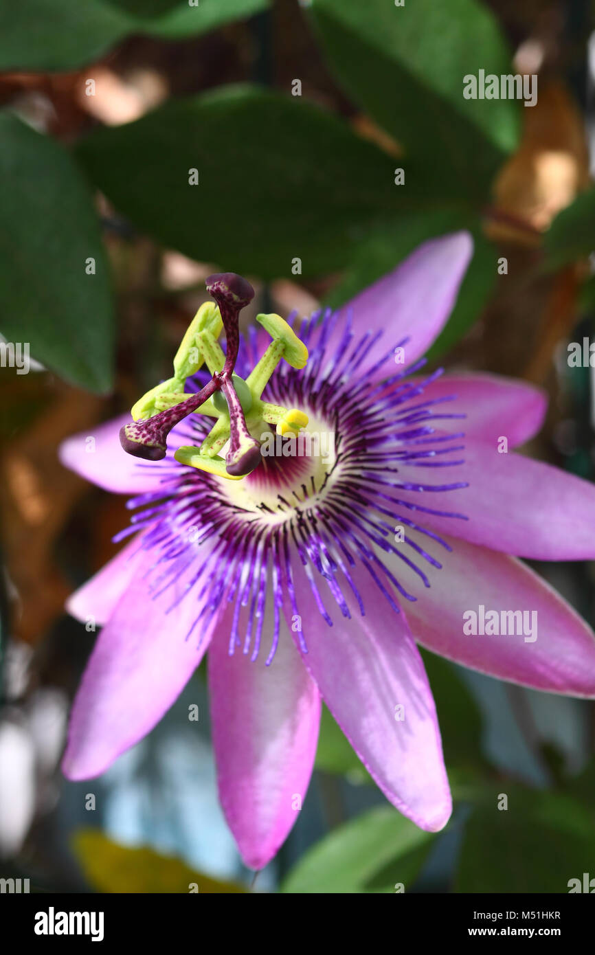 La passion des fleurs pourpre Nom latin passiflora Banque D'Images