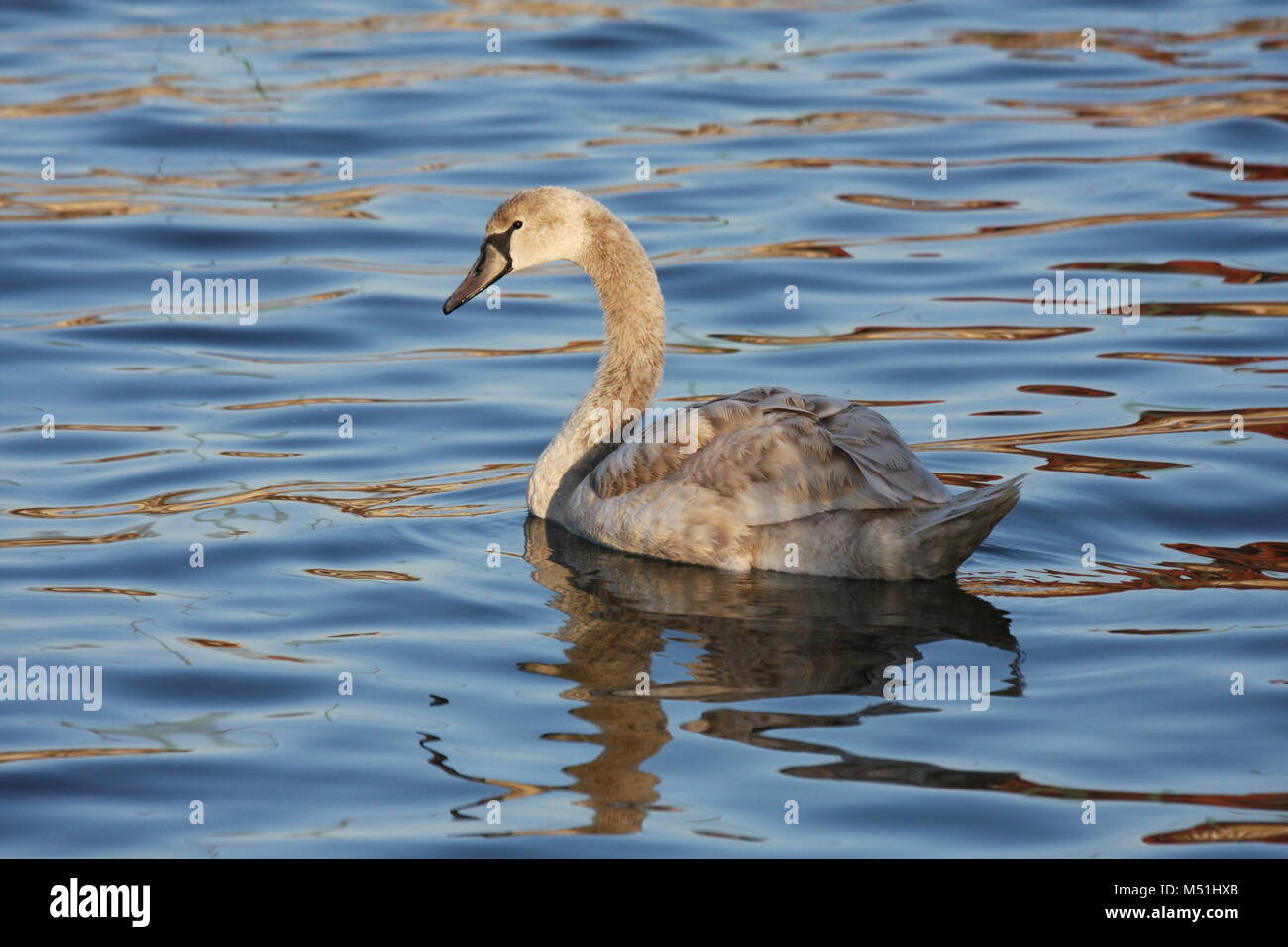 Swan nageant dans une eau et à un aliment sous l'eau. Banque D'Images