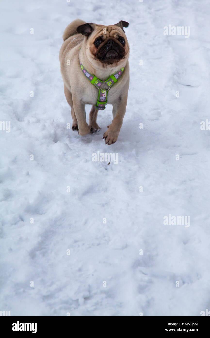 Chien marche dans l'hiver. Belle pug. Frosty lumineux jour d'hiver à la campagne. Banque D'Images