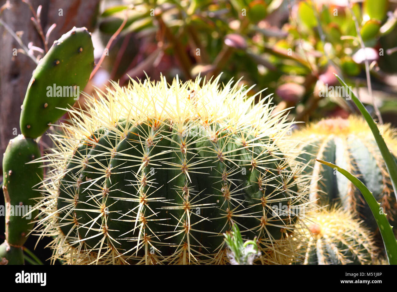 Close up of cactus plantes croissant Banque D'Images
