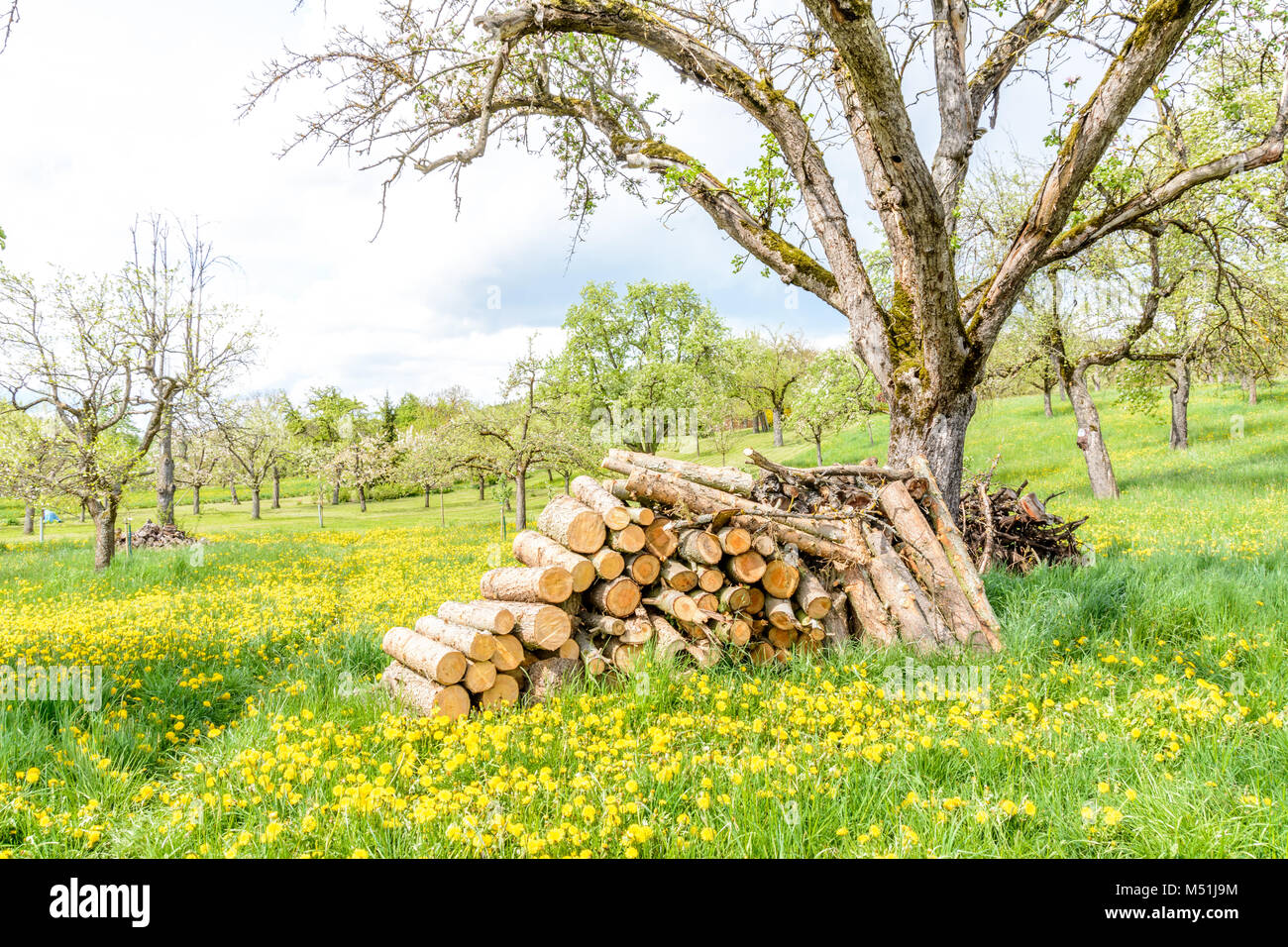 Pile de bois dans un verger au printemps, arbres en fleurs Banque D'Images