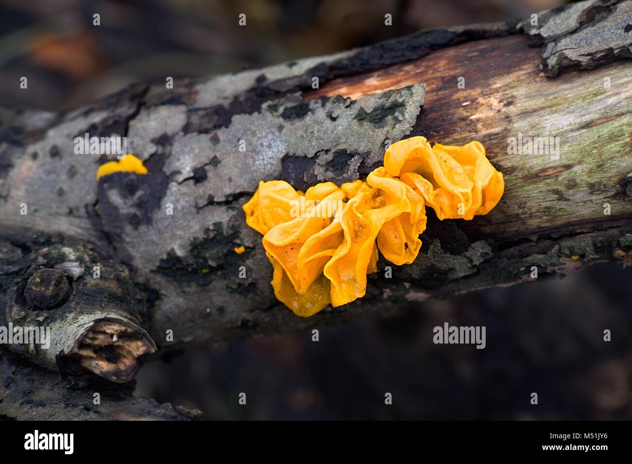 Tremella mesenterica, noms communs : cerveau jaune, golden jelly champignon, vibreur, jaune et le beurre des sorcières Banque D'Images