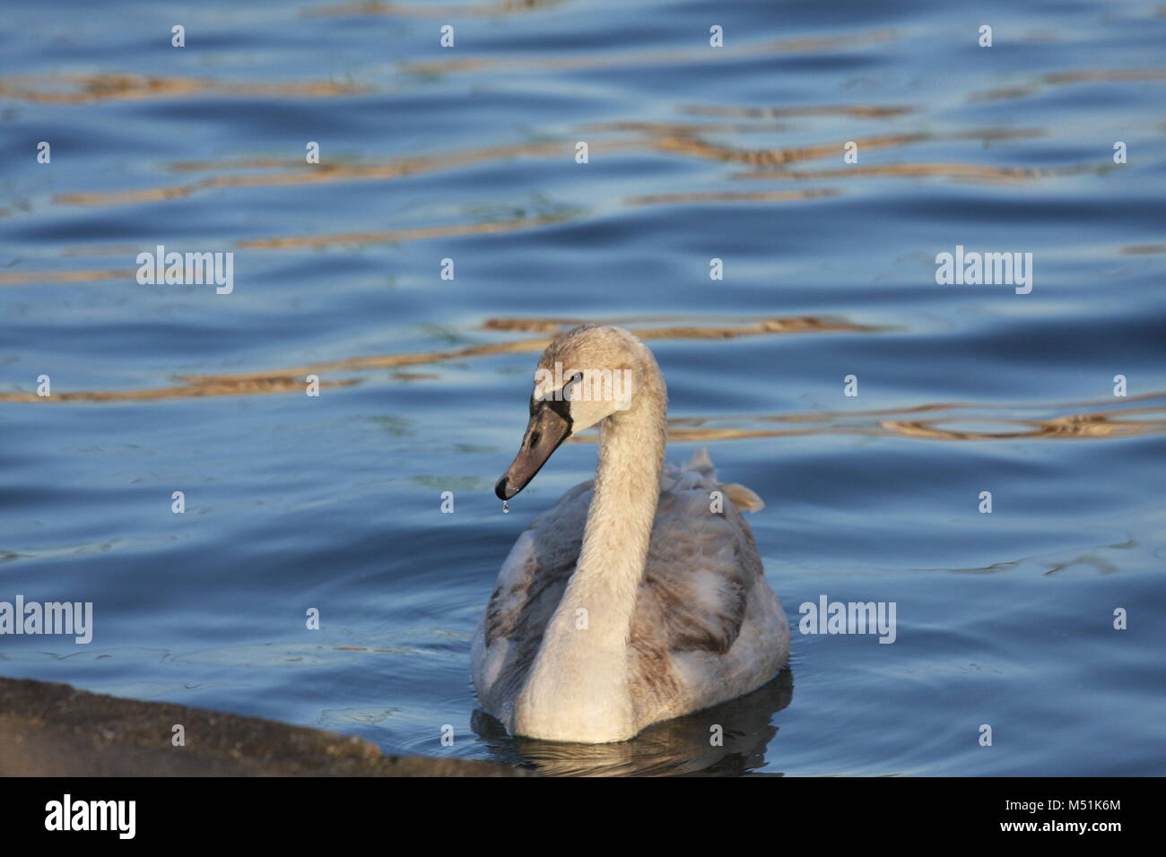 Swan nageant dans une eau et à un aliment sous l'eau. Banque D'Images