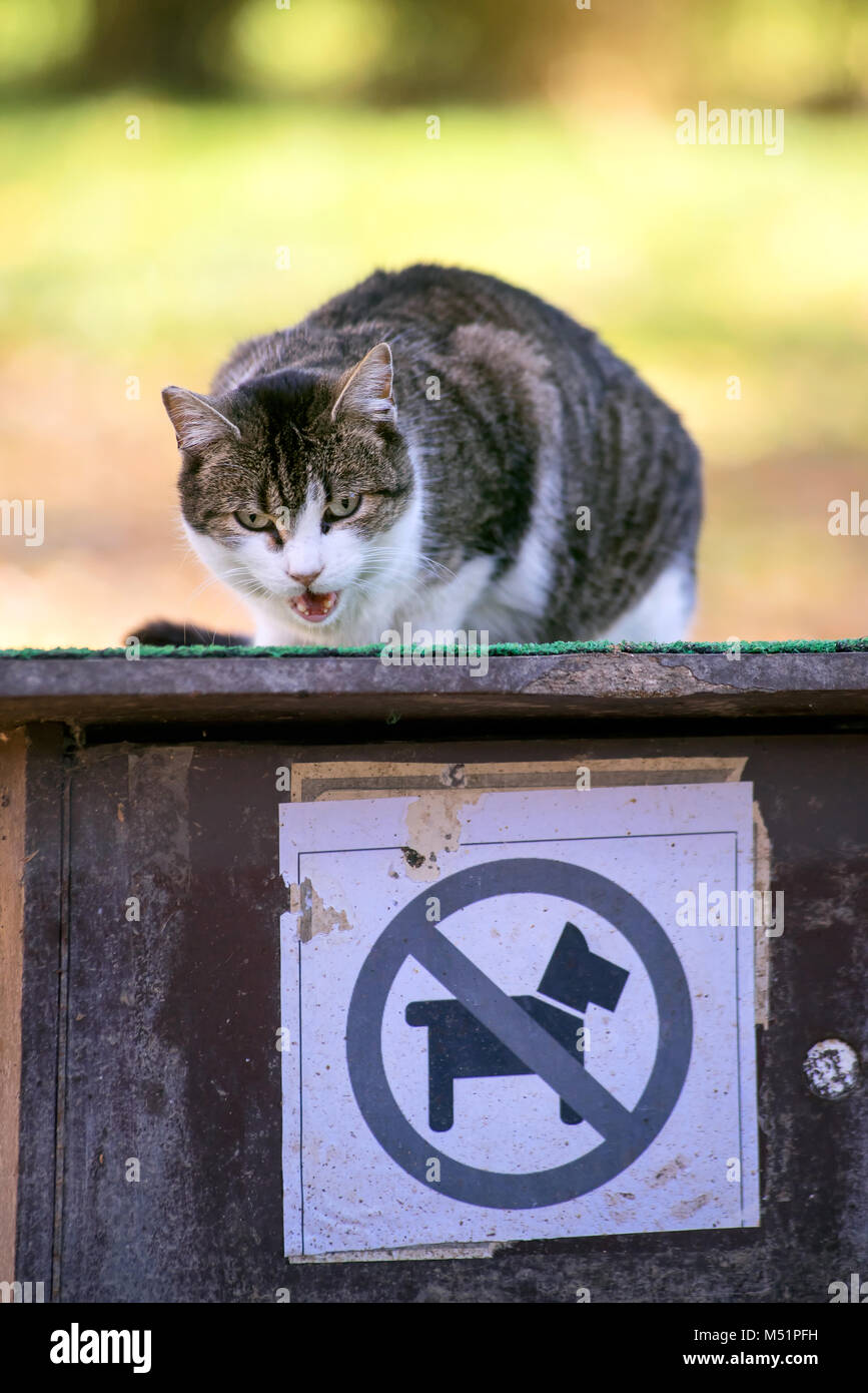 Pas de chiens, c'est un chat unique espace. Méfiez-vous des chiens, pas les bienvenus. Beau blanc, gris et brun chat dans l'humeur agressive. Banque D'Images